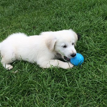 Prachtige Golden Retriever Puppies - 0