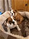 Schattige Engelse bulldog pups - 0 - Thumbnail