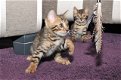 Verbluffende Tica geregistreerde Bengaalse kittens - 0 - Thumbnail