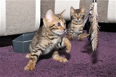 Verbluffende Tica geregistreerde Bengaalse kittens  