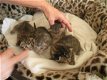 Egyptische mau kittens - 0 - Thumbnail