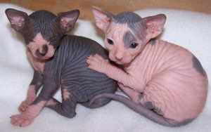 Sphynx kittens - 0