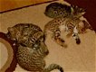 F1 savanne kittens - 0 - Thumbnail