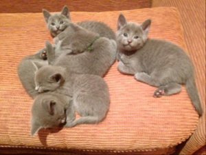 Russische blauwe kittens - 0