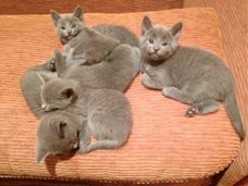 Russische blauwe kittens