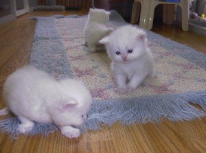 Charmante geschenken Perzische kittens nu klaar - 0