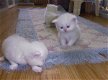 Charmante geschenken Perzische kittens nu klaar - 0 - Thumbnail
