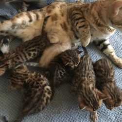 F1 Savannah kittens - 0