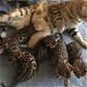 F1 Savannah kittens - 0 - Thumbnail