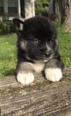 Mooie Pomsky-puppy's