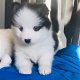 Mooie Pomsky-puppy's - 0 - Thumbnail