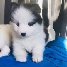 Mooie Pomsky-puppy's