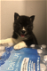 Mooie Pomsky-puppy's - 0 - Thumbnail