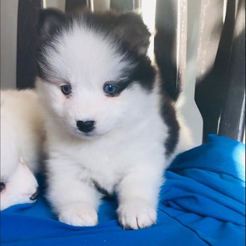 Mooie Pomsky-puppy's - 0