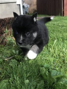 Mooie Pomsky-puppy's - 0