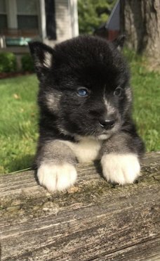 Mooie Pomsky-puppy's