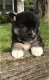 Mooie Pomsky-puppy's - 0 - Thumbnail