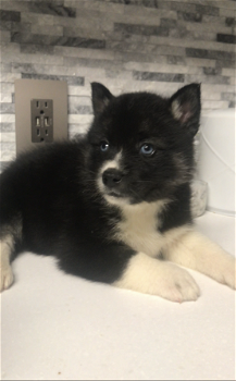 Mooie Pomsky-puppy's - 0