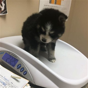 Mooie Pomsky-puppy's - 0