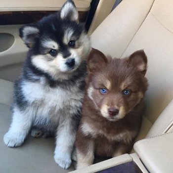 Mooie Pomsky-puppy's - 0