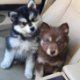 Mooie Pomsky-puppy's - 0 - Thumbnail