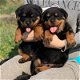 Rottweiler-puppy's - 0 - Thumbnail