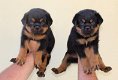 Rottweiler-puppy's met papieren - 0 - Thumbnail