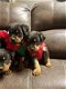 Rottweiler-puppy's met papieren - 0 - Thumbnail