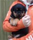 Rottweiler-puppy's met papieren - 0 - Thumbnail