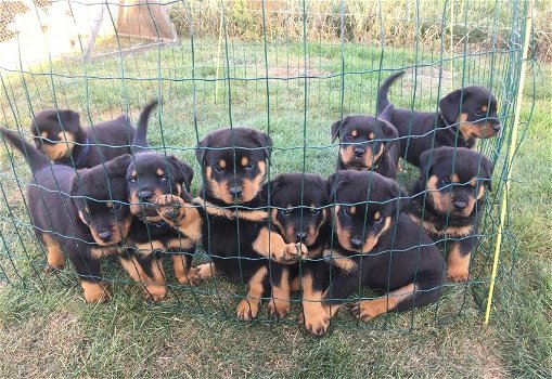 Rottweiler-puppy's met papieren - 0