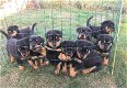 Rottweiler-puppy's met papieren - 0 - Thumbnail