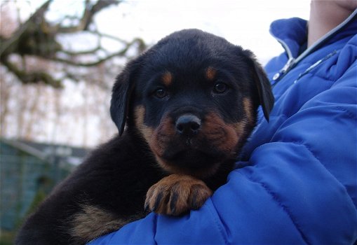 Rottweiler-puppy's met papieren - 0