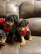 Rottweiler-puppy's met papieren - 0 - Thumbnail