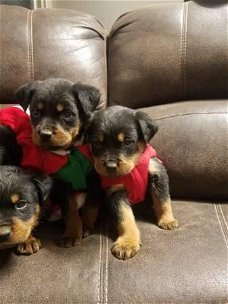 Rottweiler-puppy's met papieren