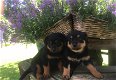 Rottweiler-puppy's met papieren - 0 - Thumbnail