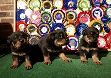 Rottweiler-puppy's met papieren