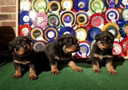 Rottweiler-puppy's met papieren - 0