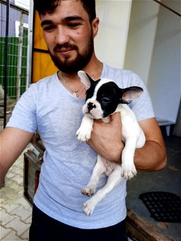 Franse Bulldog pup reu zonder stamboom - 0