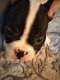 Franse Bulldog pup reu zonder stamboom - 1 - Thumbnail