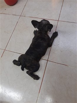 Franse Bulldog pup reu zonder stamboom - 2
