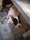 franse bulldog pups - 1 - Thumbnail