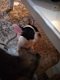 franse bulldog pups - 2 - Thumbnail