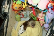 Baby kapucijnaapjes van topkwaliteit
