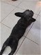 Franse Bulldog pup reu zonder stamboom - 0 - Thumbnail
