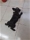 Franse Bulldog pup reu zonder stamboom - 1 - Thumbnail
