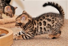 Bengalen kittens van topkwaliteit