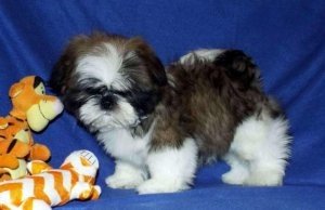 AKC Home Trained Shih Tzu Pups - 0