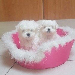 Beschikbare Maltese pups Ter adoptie - 0