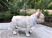 AKC Franse Bulldog-puppy's voor een goed gezin - 0 - Thumbnail