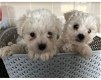 Bolognese puppy's - 0 - Thumbnail